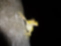 Cuban tree frog on palm.JPG