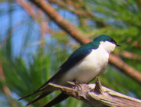 Bahama Swallow