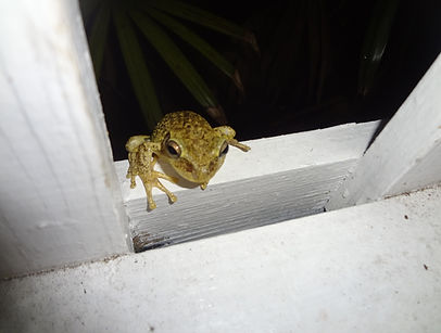 tree frog.JPG