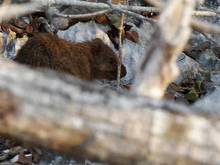 hutia.png
