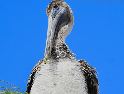 Brown Pelican 1_edited.jpg