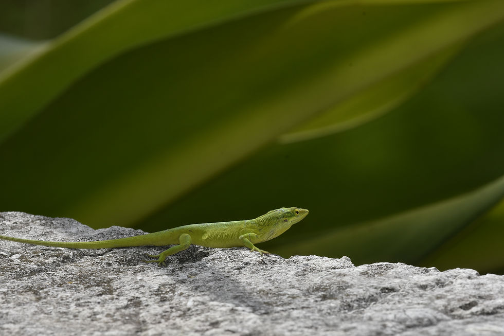 Green Anole.JPG
