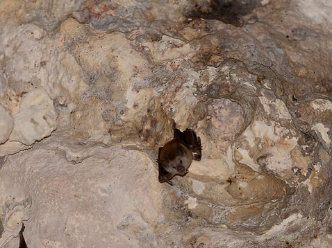 Buffy Flower Bats 2.JPG