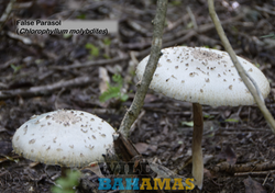 False Parasol