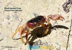 Black back crab 1