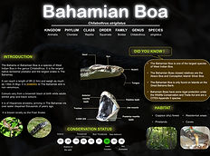 Johnson S. and Johnson J. Bahama Boa Fact Sheet_2025._1.jpg