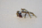 Crab 11June2023.JPG