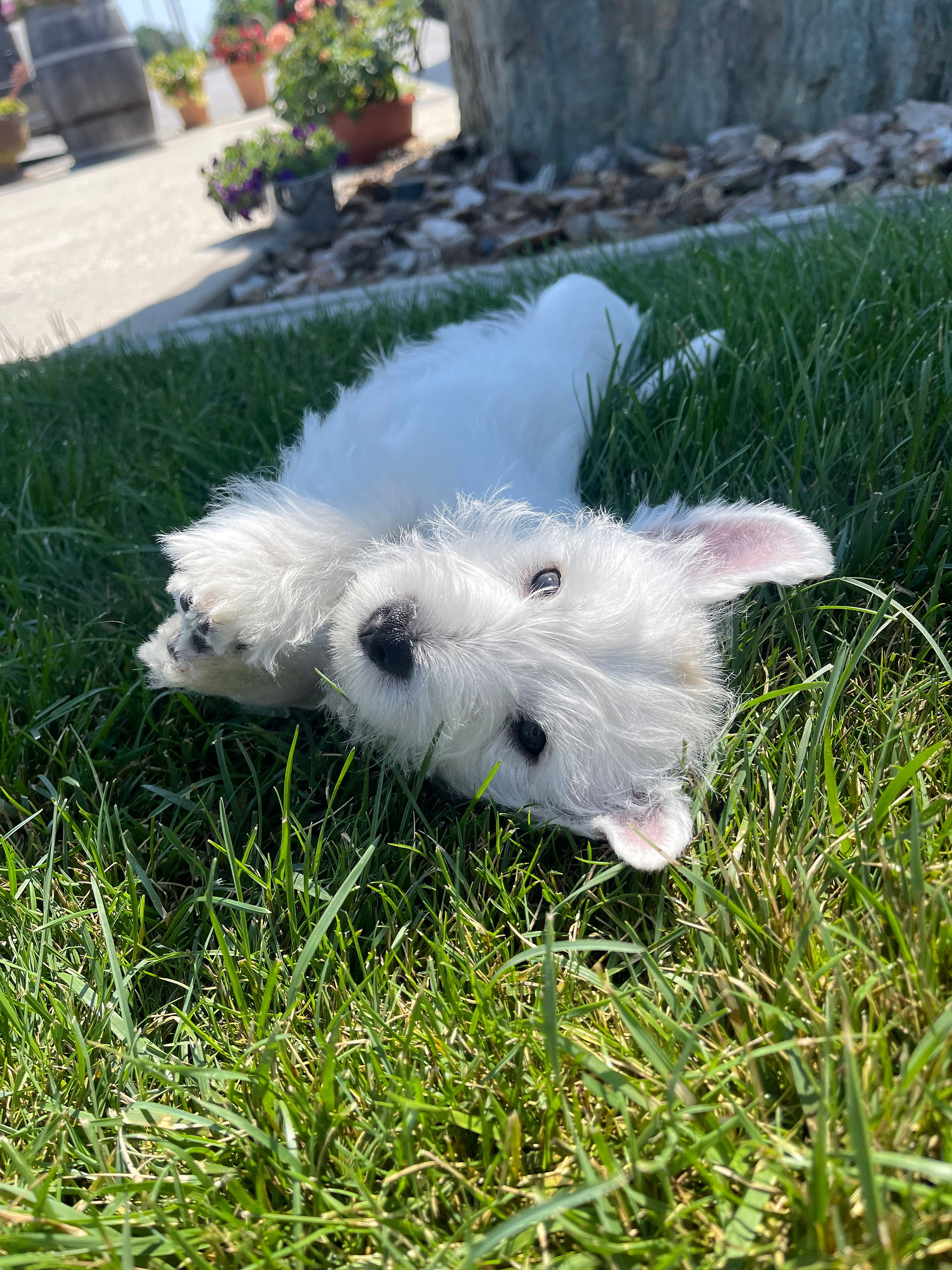 Westie