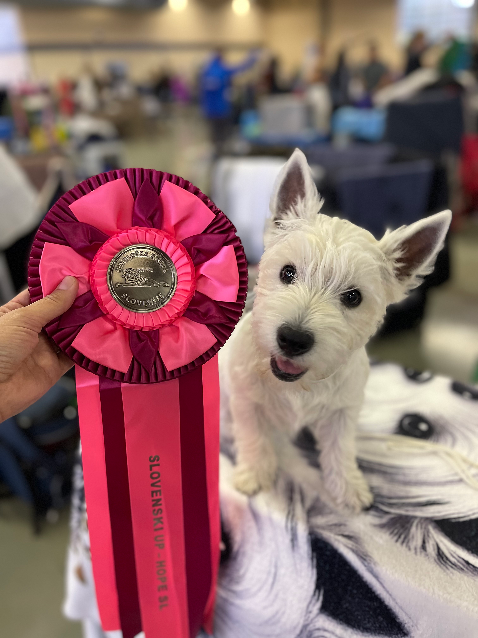 Westie dog on the dog show