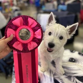 Westie dog on the dog show