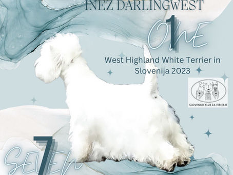 1 West Highland White Terrier Slovenija