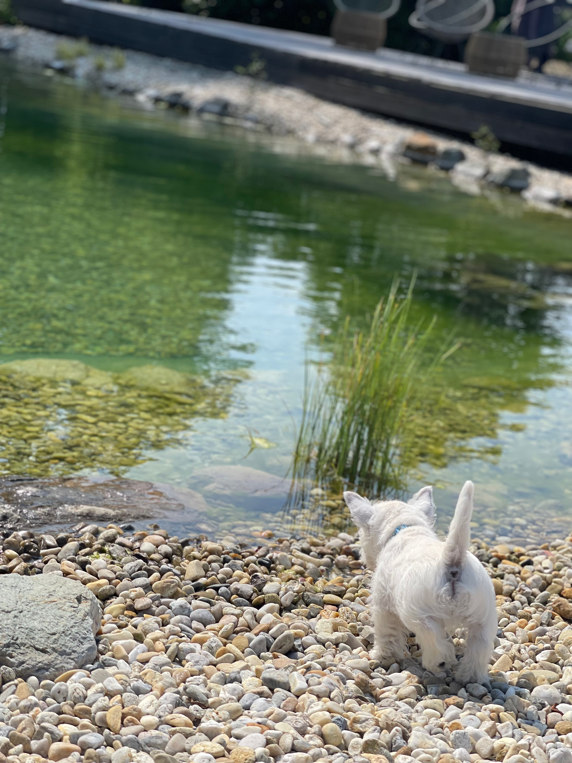 West Highland White terrier - Zahodnovišavski beli terier