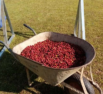 Coffee Cherries_edited.jpg