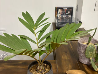 クリスマスイブ🎄