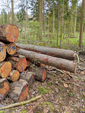 Holzhandel - ihre Auswahl in der Schaffert Holzbau GmbH
