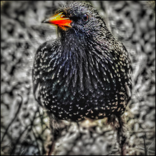 Bird1.jpeg