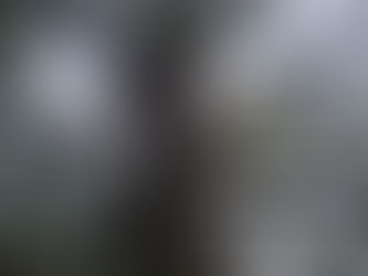 Michigan Forest Life - May 17, 2026