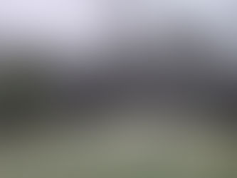 Michigan Forest Life - January 11, 2026