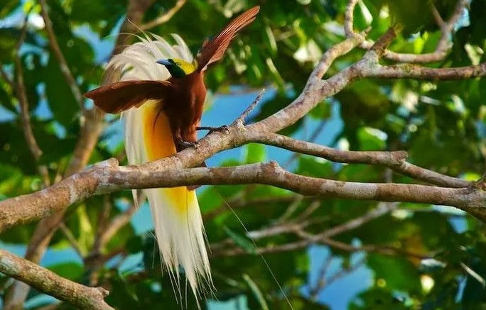 Cendrawasih Bird