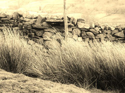 Stone wall and grass