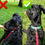 Thumbnail: Caution: Play In Progress - Reflective LatchLoop™ Collar