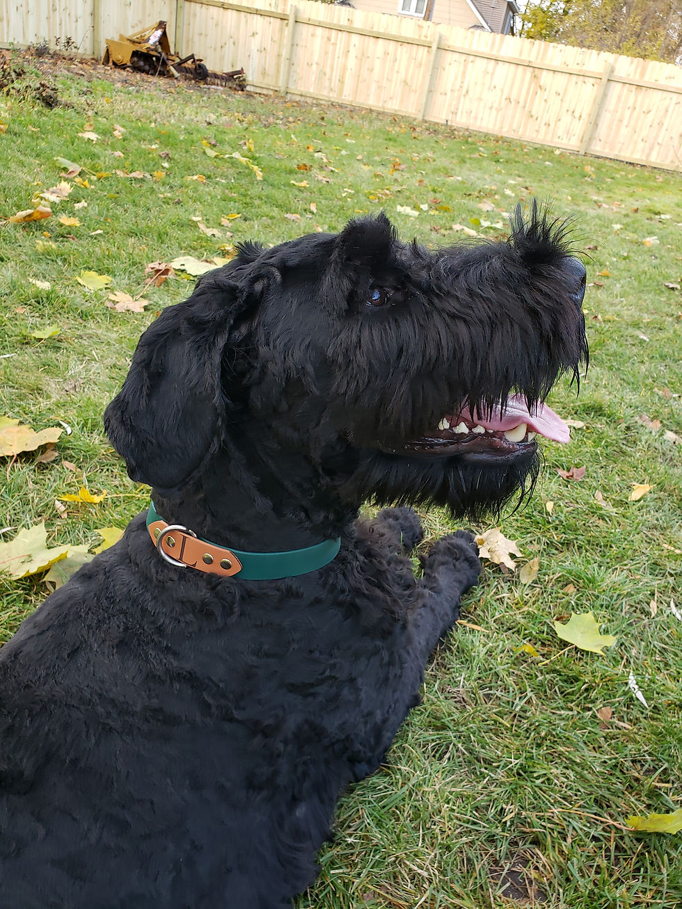 Thumbnail: The Strut LatchLoop™ Collar