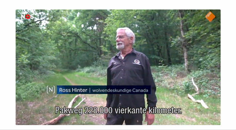 Ross Hinter - Netherlands Wolves Across Borders