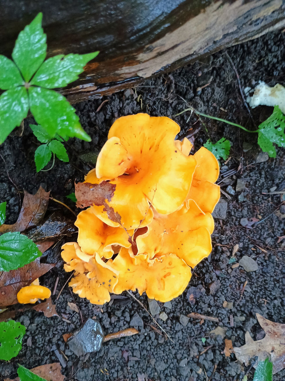 Mushroom Curry
