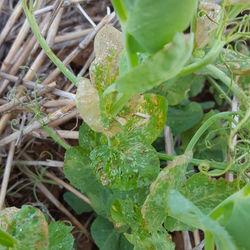 Field pea herbicide damage.jpg