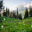 Thumbnail: Rainier Meadows