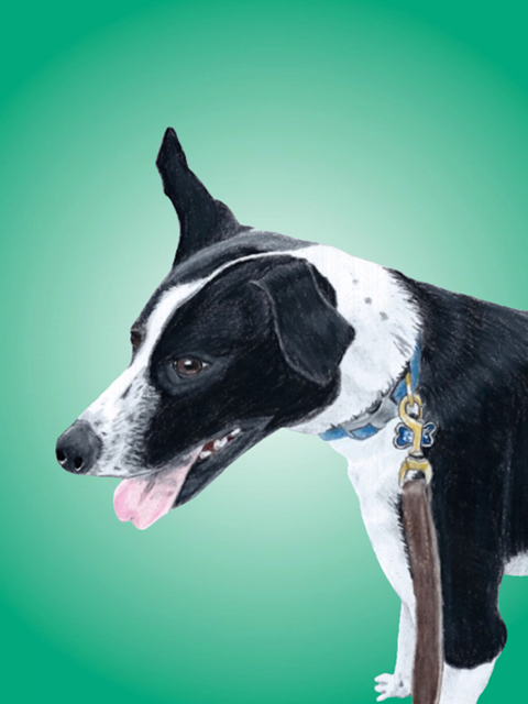 PORTFOLIO | magnificentmutts