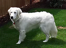 b3bd1a_2c3abe63d3b9453bbec286338ac17bde (1) 1.png