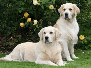 Golden Retriever Lifespan & Health Issues