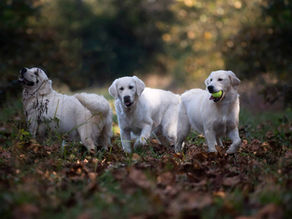 Are English Cream Goldens Hypoallergenic?