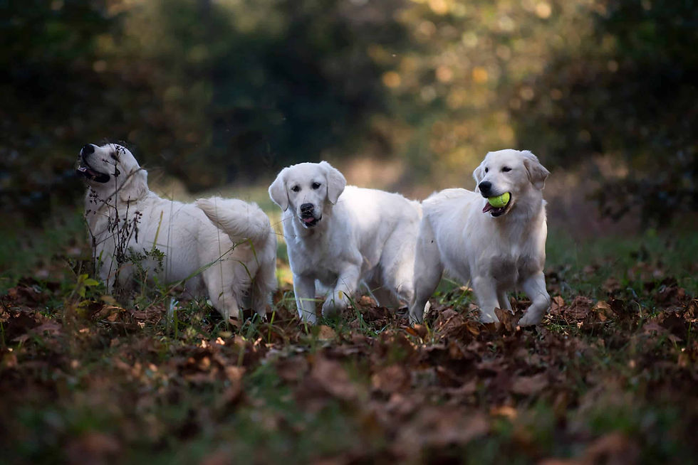 Are English Cream Goldens Hypoallergenic?