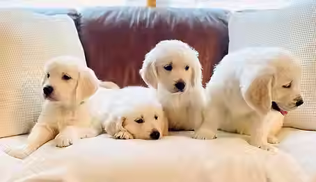 sleeping-puppies.avif