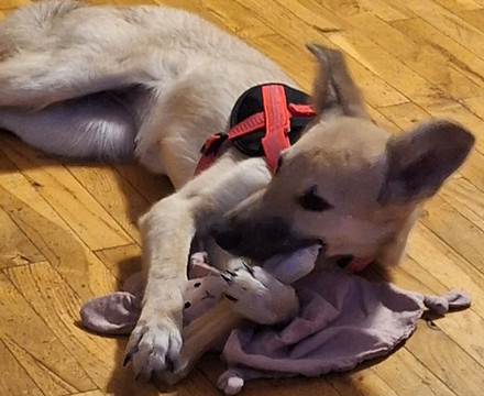 Ein beigefarbener, spielender Hund mit einem Hundespielzeug im Maul.