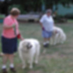 K9-Behavior Company | Private Dog Training | In-Home Dog Training | One-on-One Dog Training | Solve Dog Behavior Problems | Well Mannered Dog | Train Your Dog