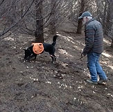 K9-Behavior | Truffle Training | Truffle Dog | Train Your Dog to Hunt Truffles | Truffle Hunting Dog | Dig | Train Your Dog to Forage for Truffles