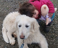 K9-Behavior Company | Oregon | US | Puppy Training Classes | Off-Leash Training | Safe Puppy