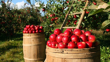 Community Gardens and Orchards