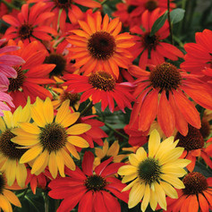 Cheyenne Spirit Echinacea