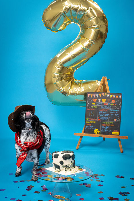 Birthday Photo Session, Blue Background, Doggie Cake, Pet Photography, El Paso, Texas