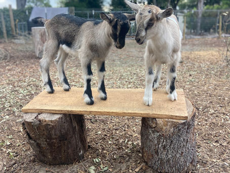 Baby Goats Have Arrived!