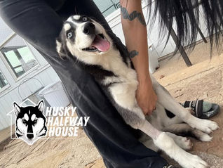 Pupdate on little miss.