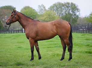 thoroughbred_mare_conformation_stock_by_