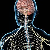 At Pain Management Art Institute, our nerve pain management team of doctors and specialists stands at the forefront of regenerative nerve pain management for neurorestoration in Schenectady, Clifton Park, Albany, Latham, Syracuse, Rochester, Binghamton, NY. At Pain Management Art Institute, our nerve pain management team of doctors and specialists delivers medication-free, neuroscience technology-driven, neuroregeneration and neurorestoration, personalized nerve pain management in Schenectady, Clifton Park, Albany, Latham, Syracuse, Rochester, Binghamton, NY. At Pain Management Art Institute, our nerve pain management team of doctors and specialists delivers TCM inflammation profile guided nerve pain management in Schenectady, Clifton Park, Albany, Latham, Syracuse, Rochester, Binghamton, NY. At Pain Management Art Institute, our nerve pain management team of doctors and specialists delivers inflammation differentiation pain management, guided by TCM inflammation profile, across NY.