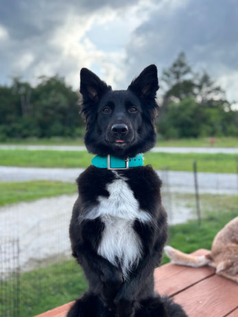 Stunt Dog Show, dog adoption, dog training, rescue dogs, dog show, trick dog, dog star, pet dogs, talent dogs, frisbee dog show, Chris Perondi, Perondi dogs, Perondi show, the perondis, stunt dogs, stunt dog experience, all star stunt dogs