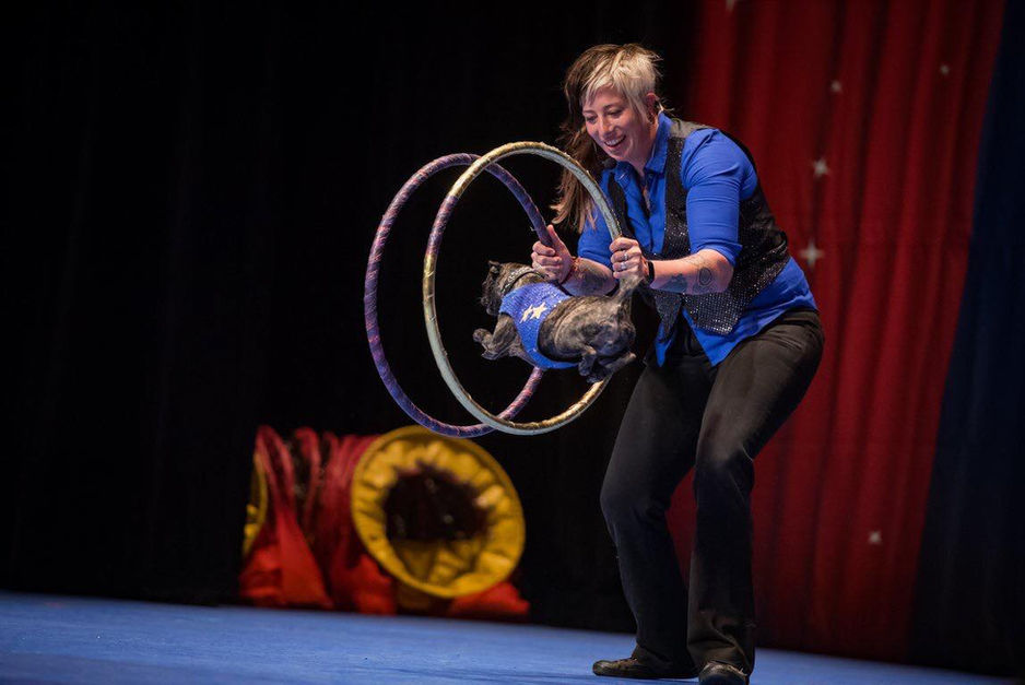 Stunt Dog Show, dog adoption, pet dogs, training dogs, canine, dog products, dog zoo, dog training, rescue dogs, rescue dog show, dog show, trick dog, dog star, pet dogs, talent dogs, frisbee dog show, Perondi show, the perondis, stunt dogs, stunt dog experience, all star stunt dogs, americas top dog, Disney dogs, halftime show, dog school