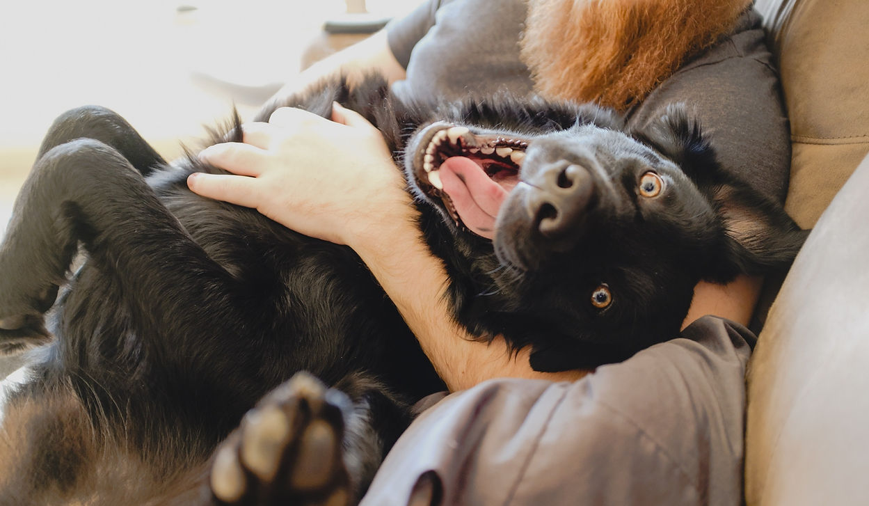 board and train maryland, dog training southern maryland, dog boarding calvert county, maryland dog trainers, dmv area dog trainer, dog training dc area, dog boarding southern maryland, dog trainer southern md, boarding training southern maryland, boarding training dmv